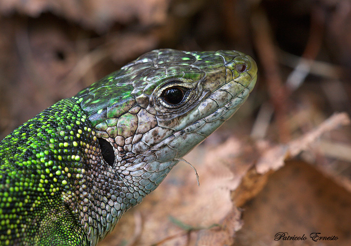 Lacerta virdis ?